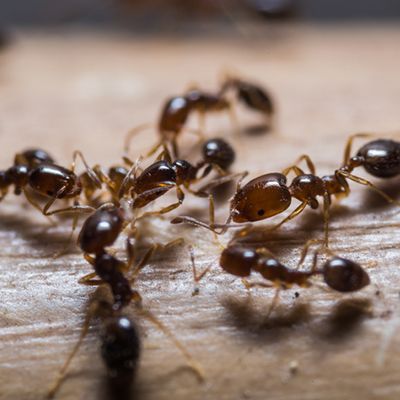 Red Ants — Pakenham, VIC — Morison Pest Management