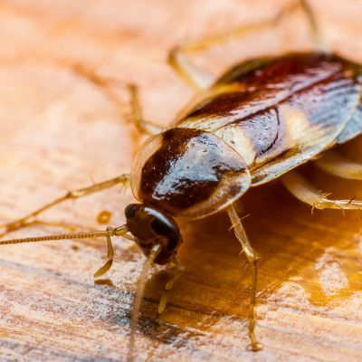 Cockroach On The Wooden Floor — Pakenham, VIC — Morison Pest Management
