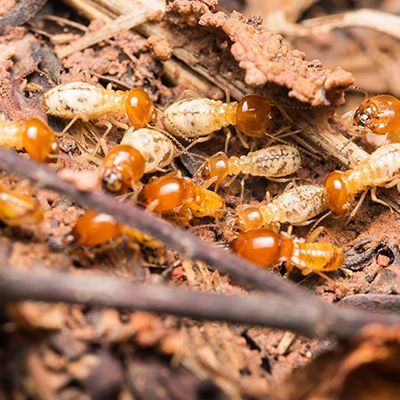 Termites In Wood Chips — Pakenham, VIC — Morison Pest Management