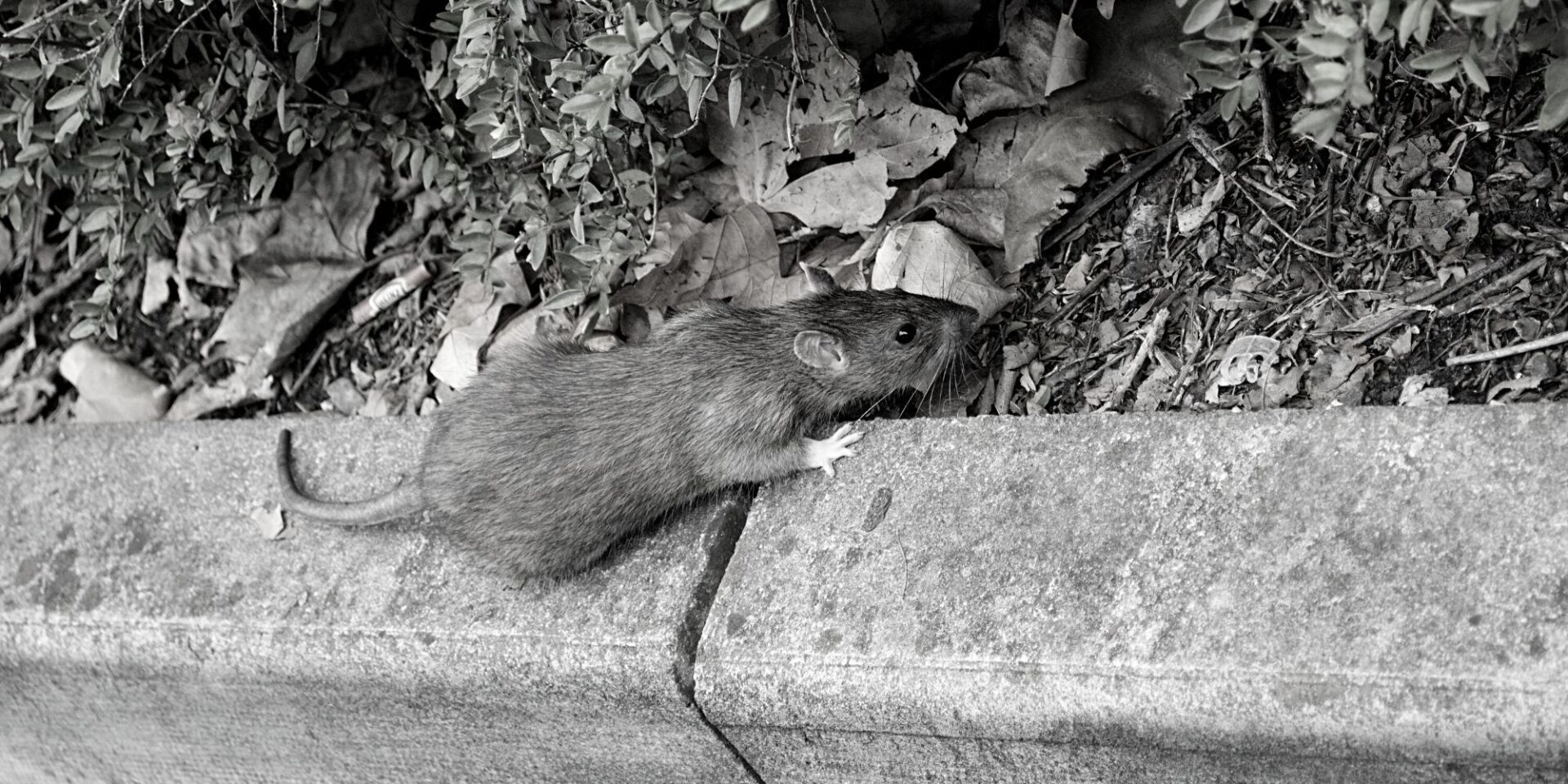 What's The Best Rat Trap Bait?. The Best Rat trap Bait, by The Bristol Rat  Company