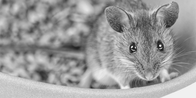 Best Humane Mouse Trap/Rat Trap, DIY Mouse Trap
