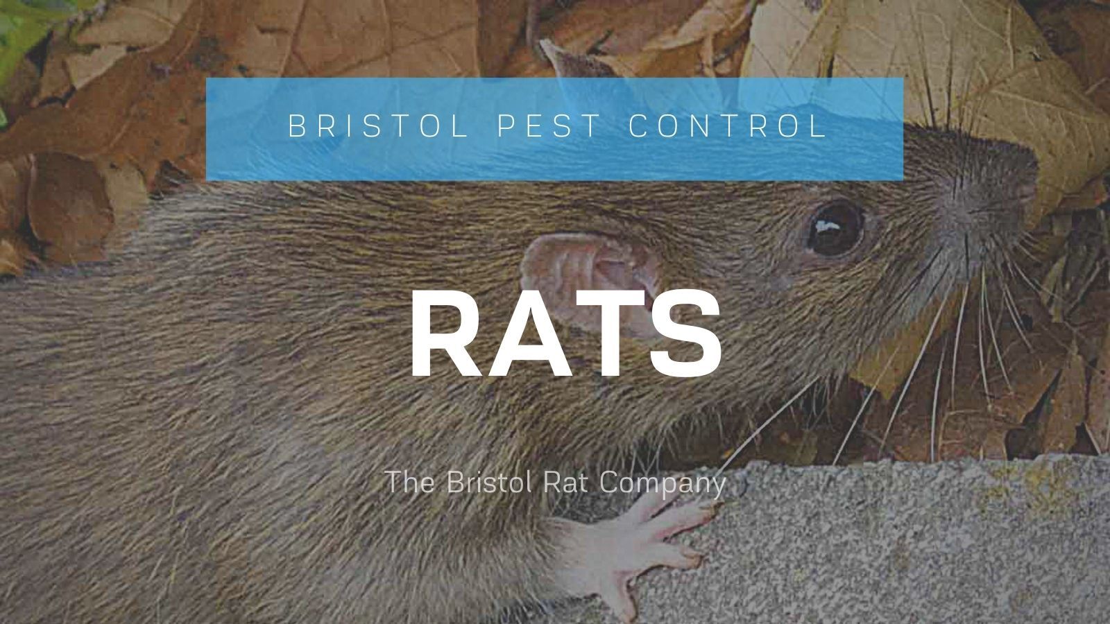 Bristol Rat Control Smart Rat Control The Bristol Rat Company