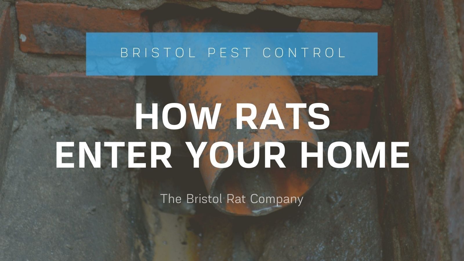 how rats enter your home