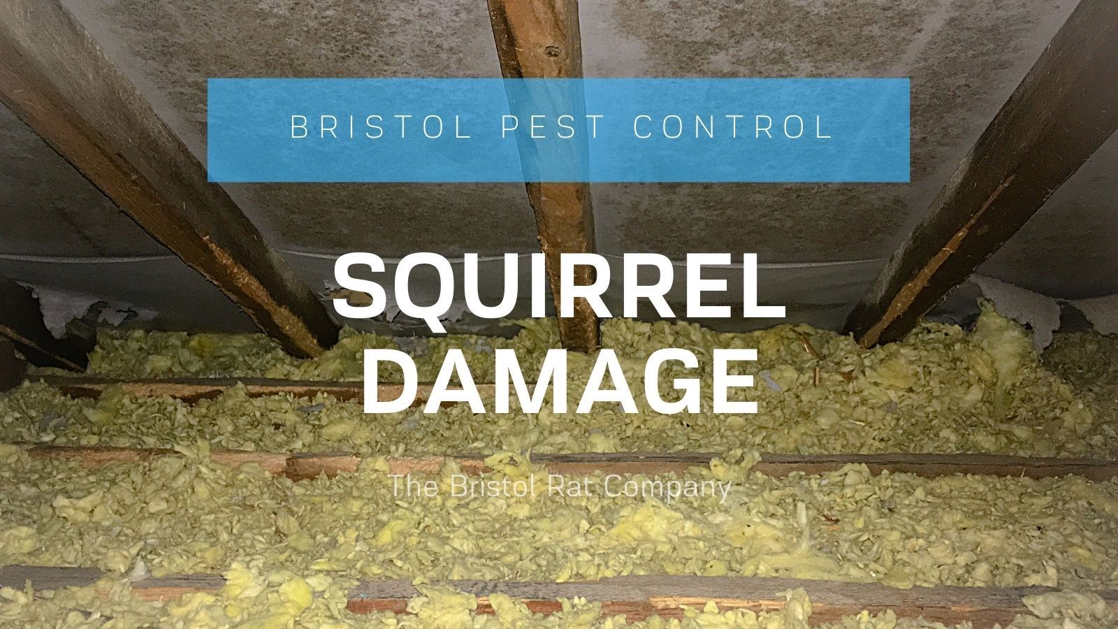 squirrel damage attic loft insulation