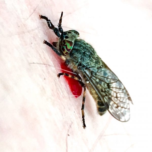 Flies from discount