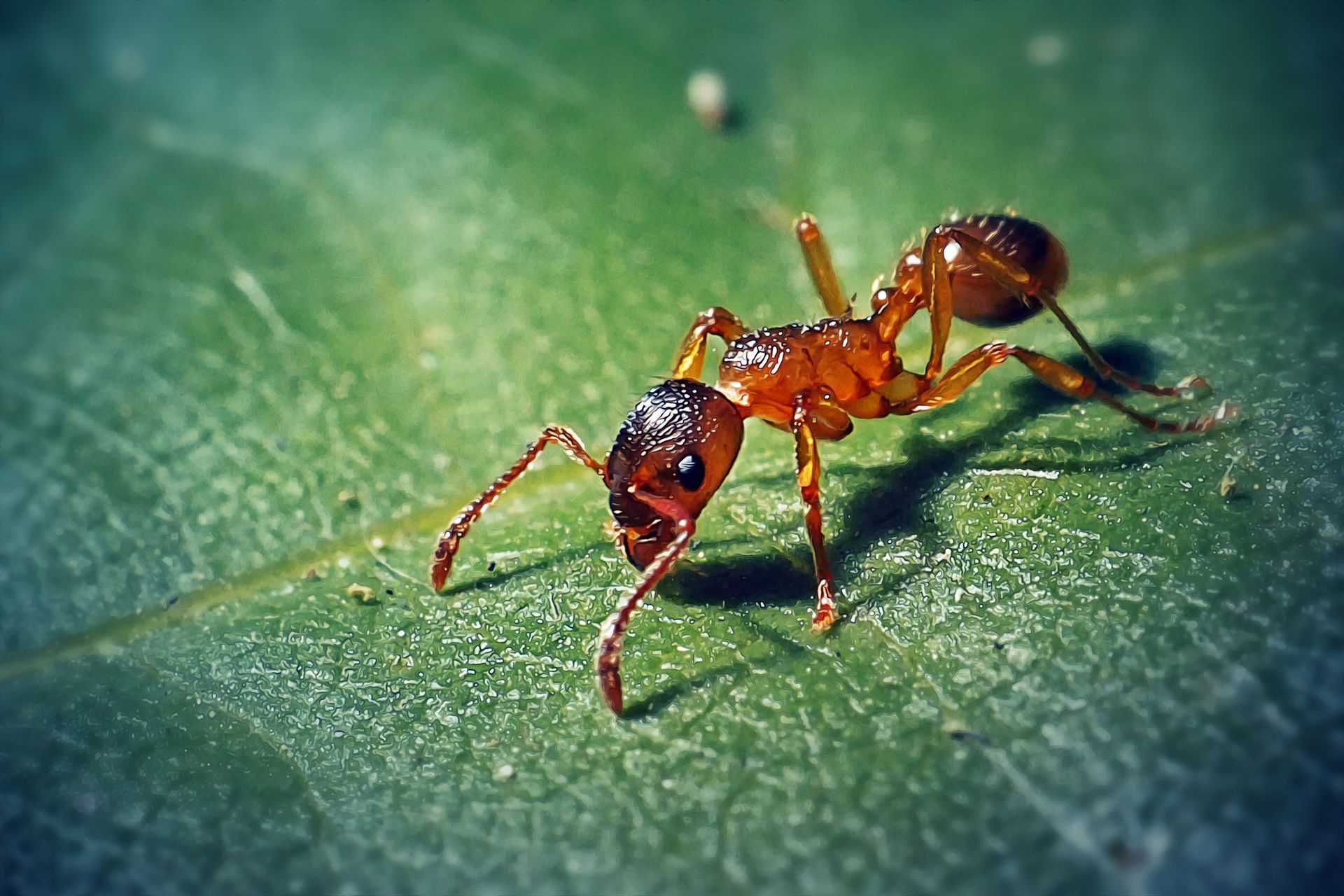 A red ant is crawling on a green leaf.