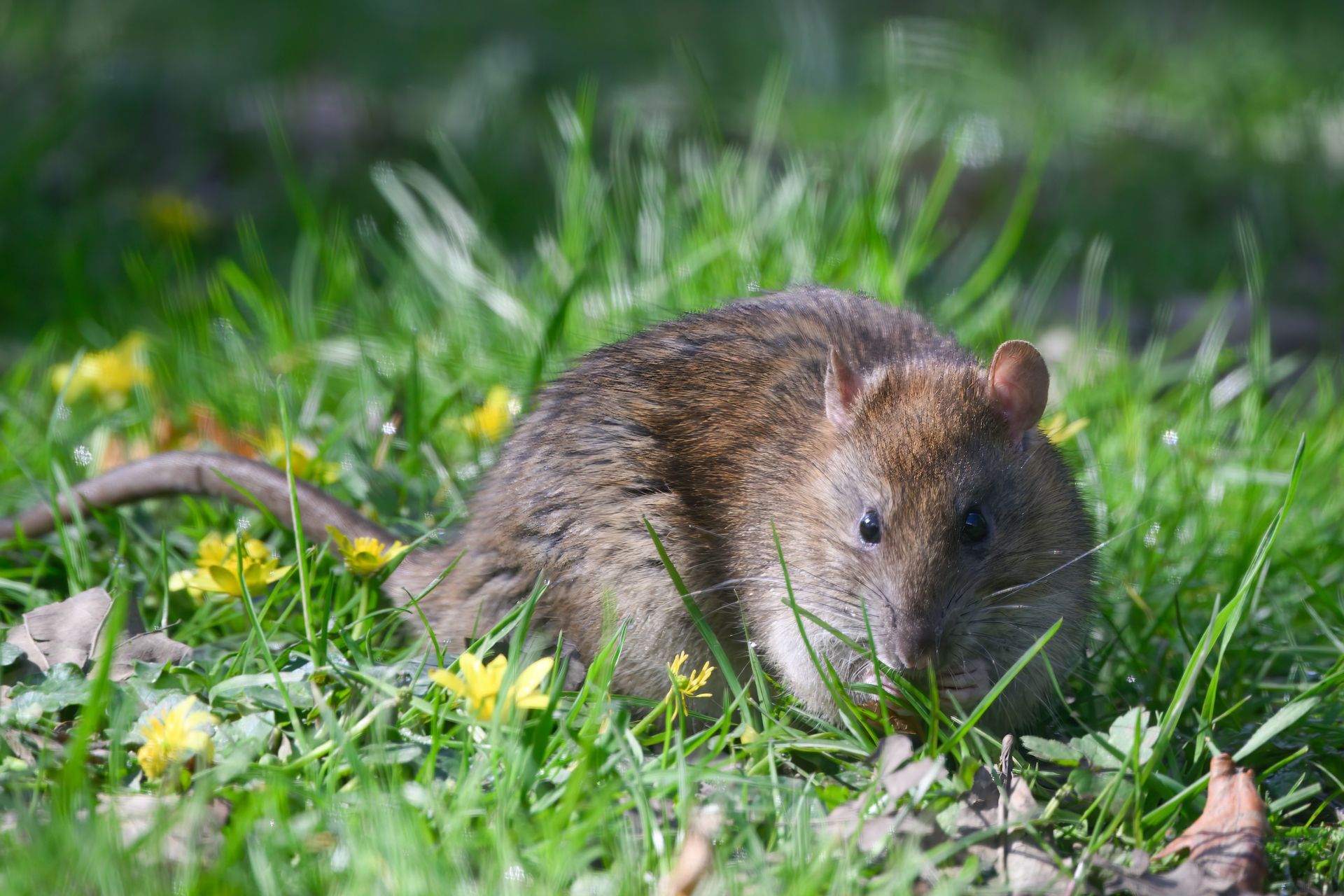 A rat is sitting in the grass looking at the camera.
