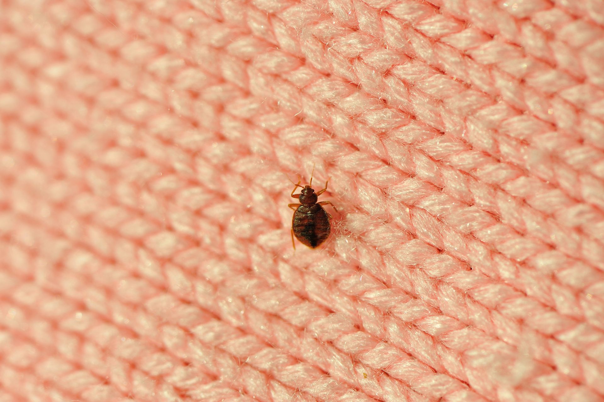 A close up of a bug sitting on top of a green leaf.