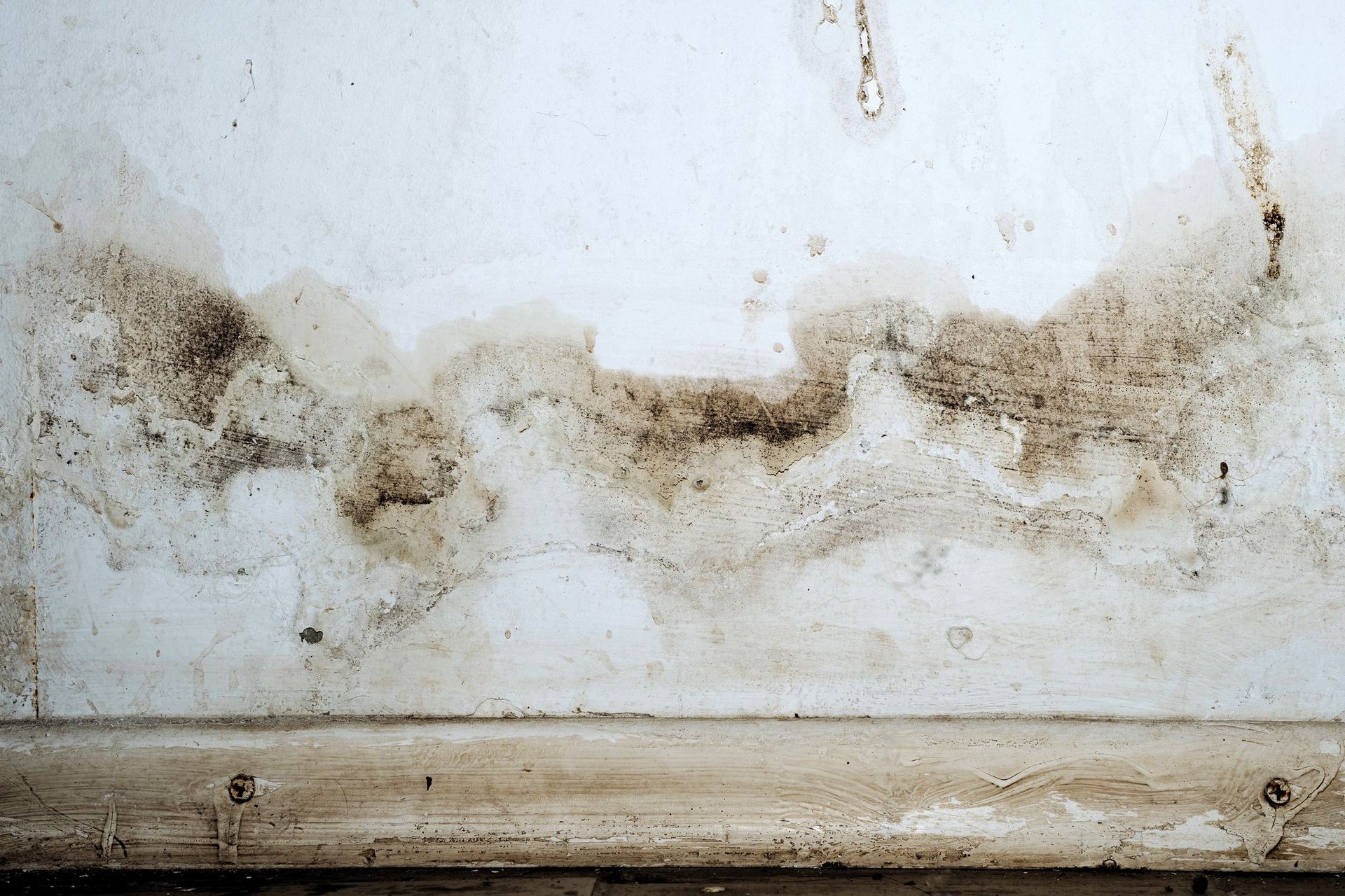 Closeup of a moldy wall with fungus