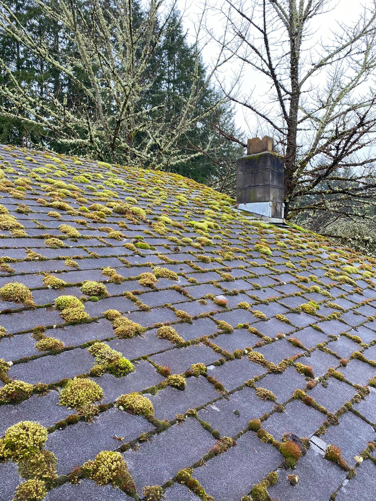 Roof Softwash |  Mason County WA | Norther Flow LLC