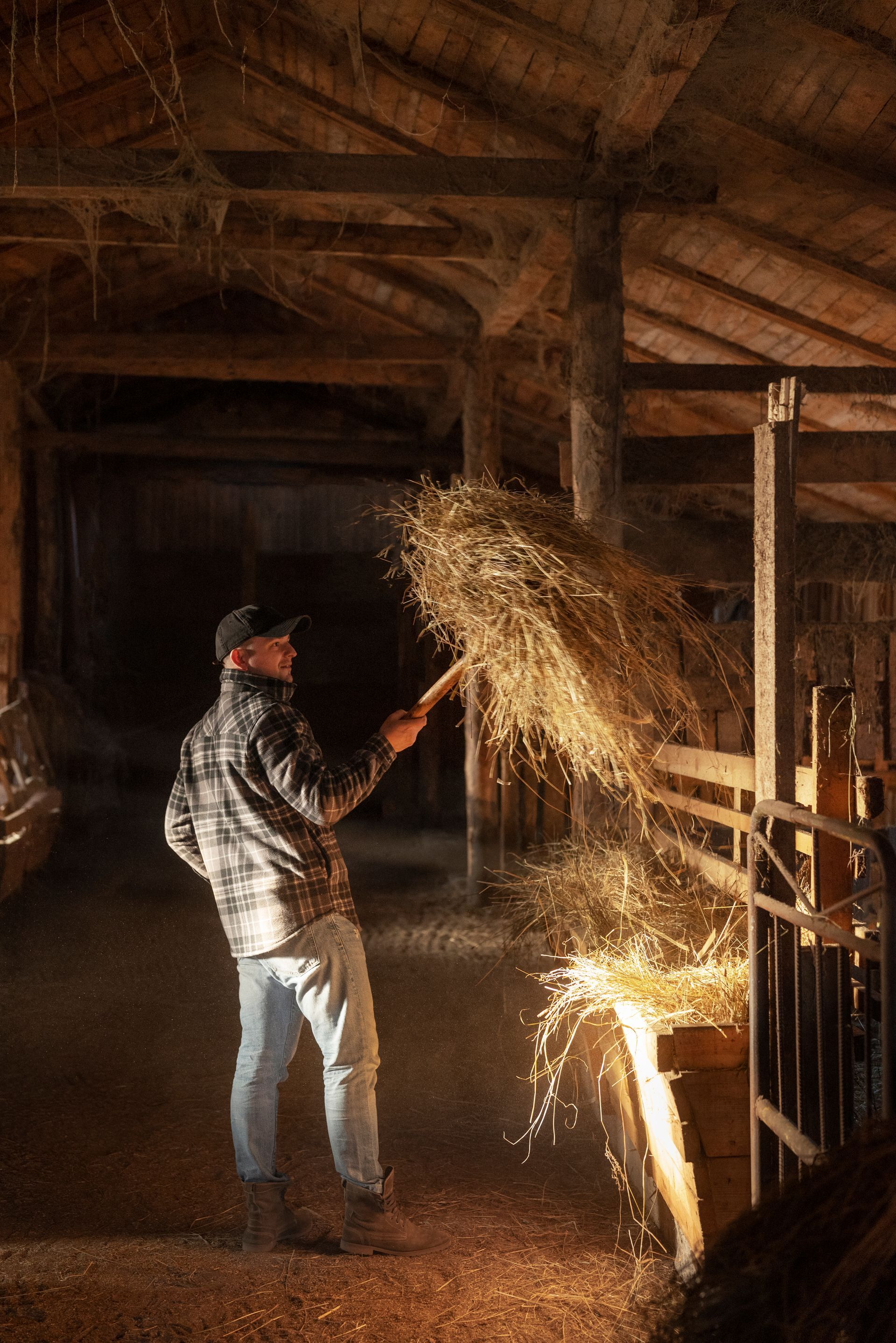 Man in barn feeding hay to animals. Dark interior.
