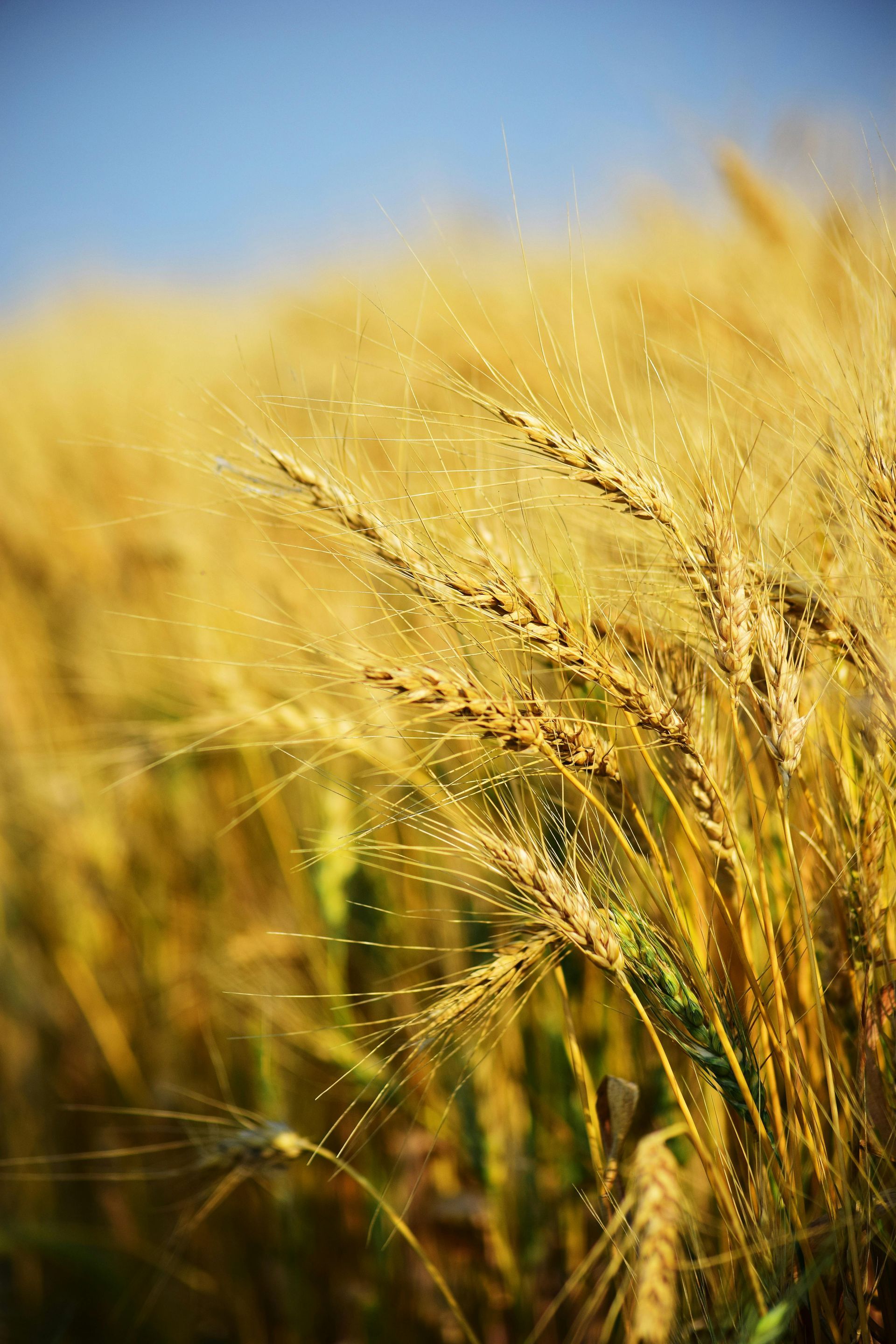 Golden wheat field swaying in the breeze against a blue sky.