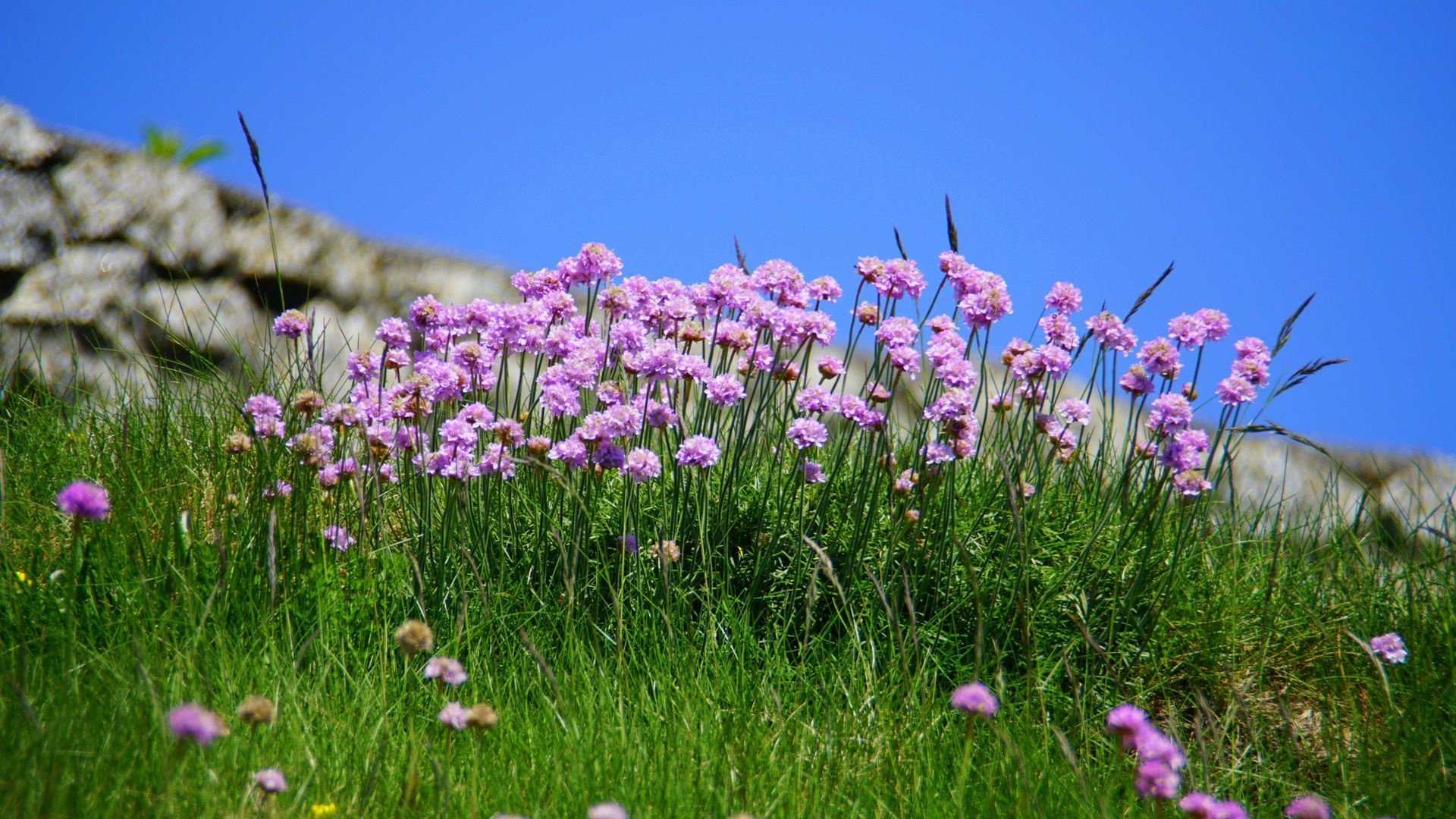Pink flowers blooming in green grass against a blue sky and stone wall.