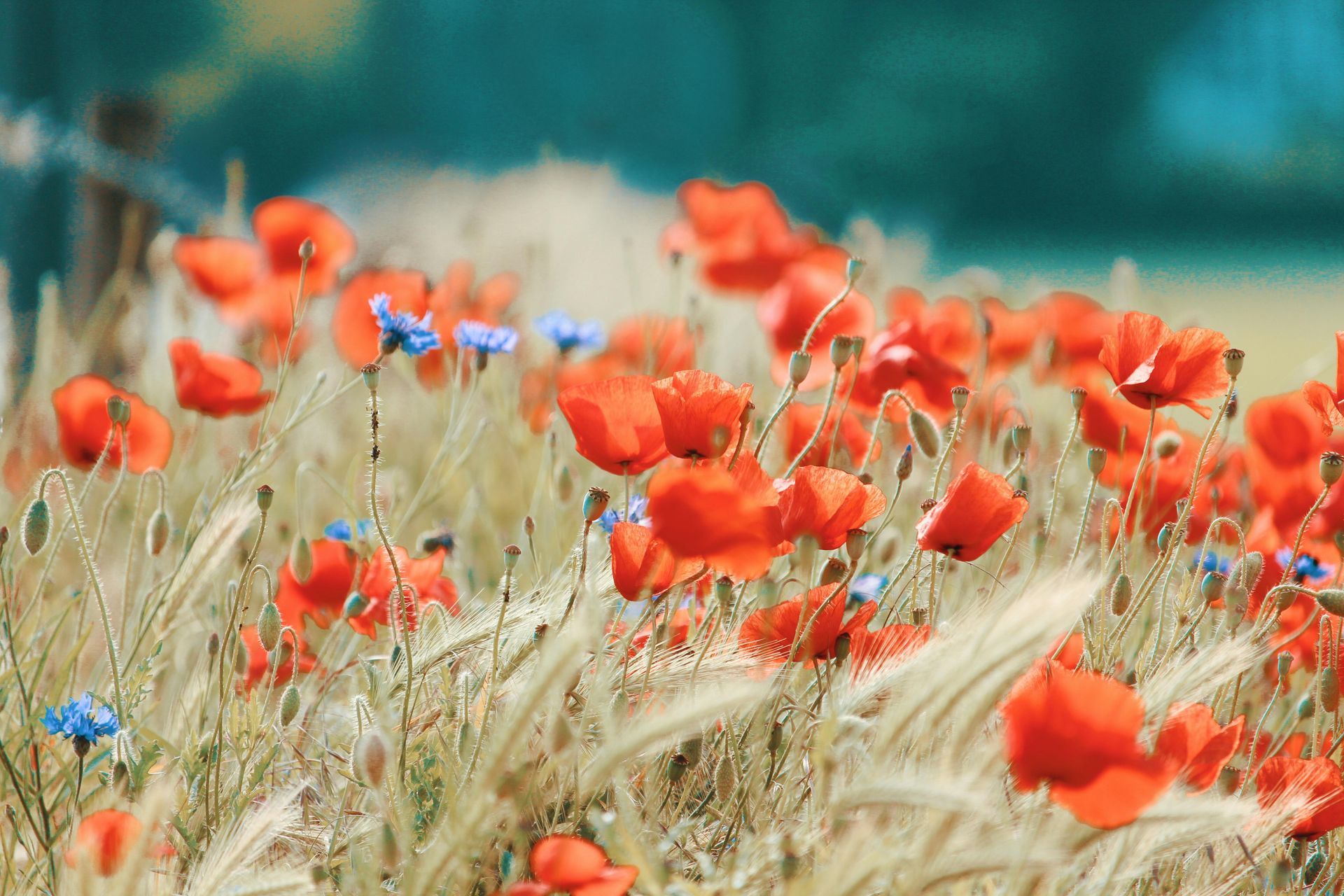 Red poppies and blue cornflowers bloom in a field of golden wheat under a sunny sky.