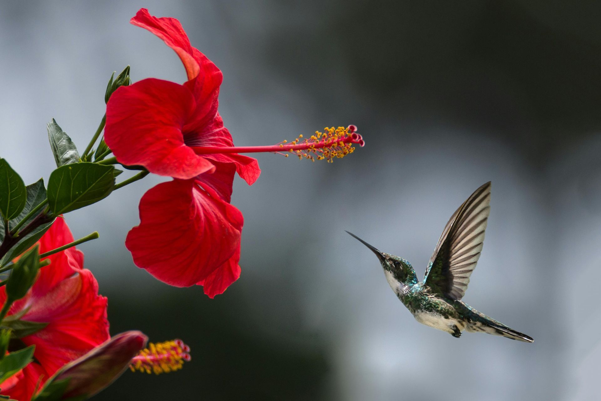 Hummingbird in flight near a vibrant red hibiscus flower, blurred background.