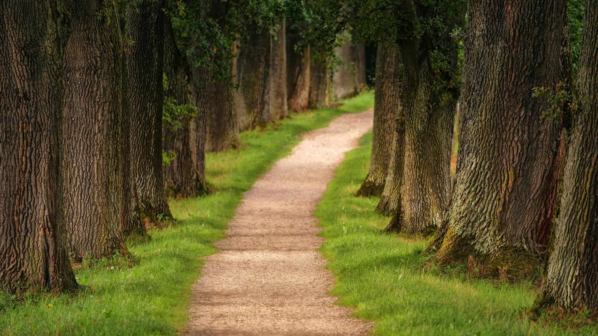 Path lined with trees, leading into the distance. Green grass borders the dirt path.