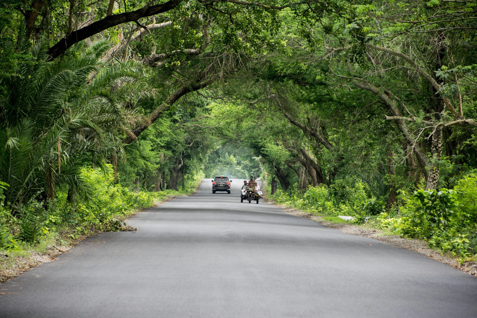 A paved road through a lush green tree canopy, with two vehicles driving away.
