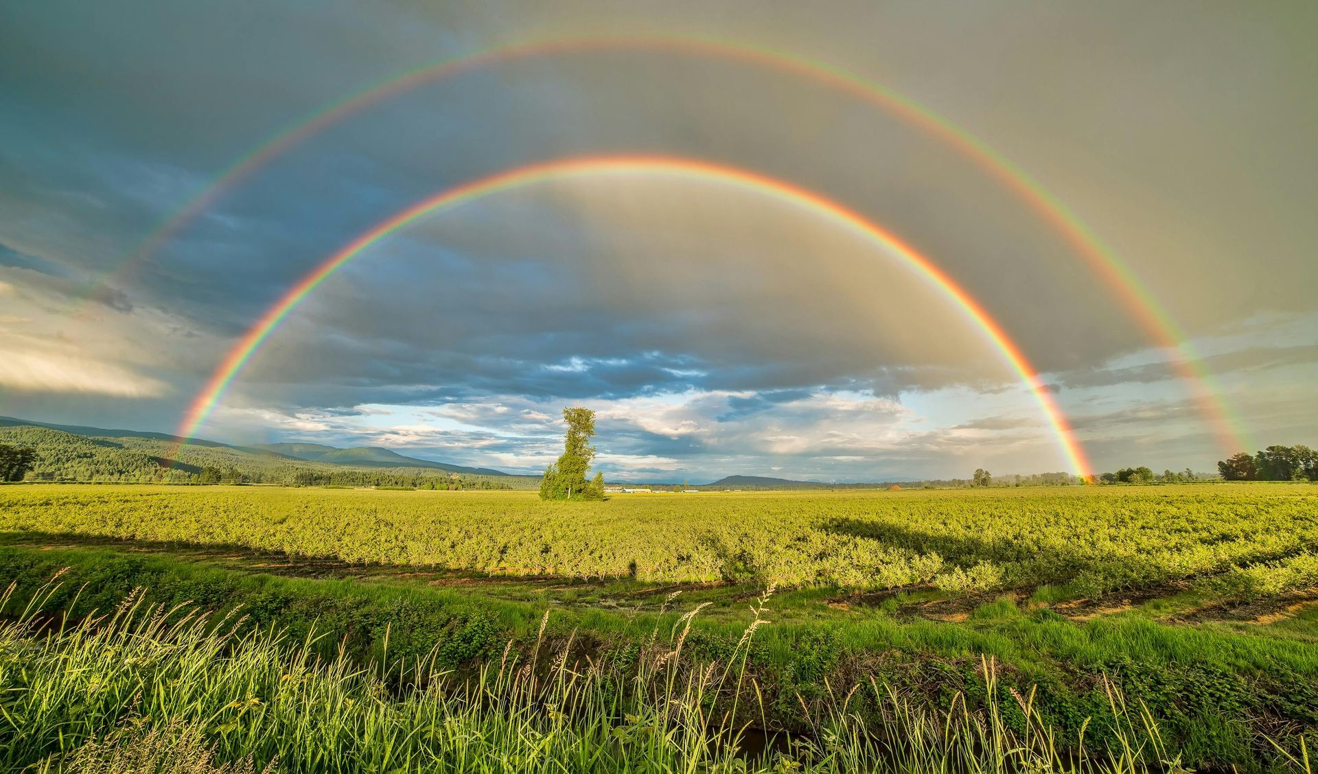 Double rainbow arcs over a golden field with a lone tree, under a cloudy sky.