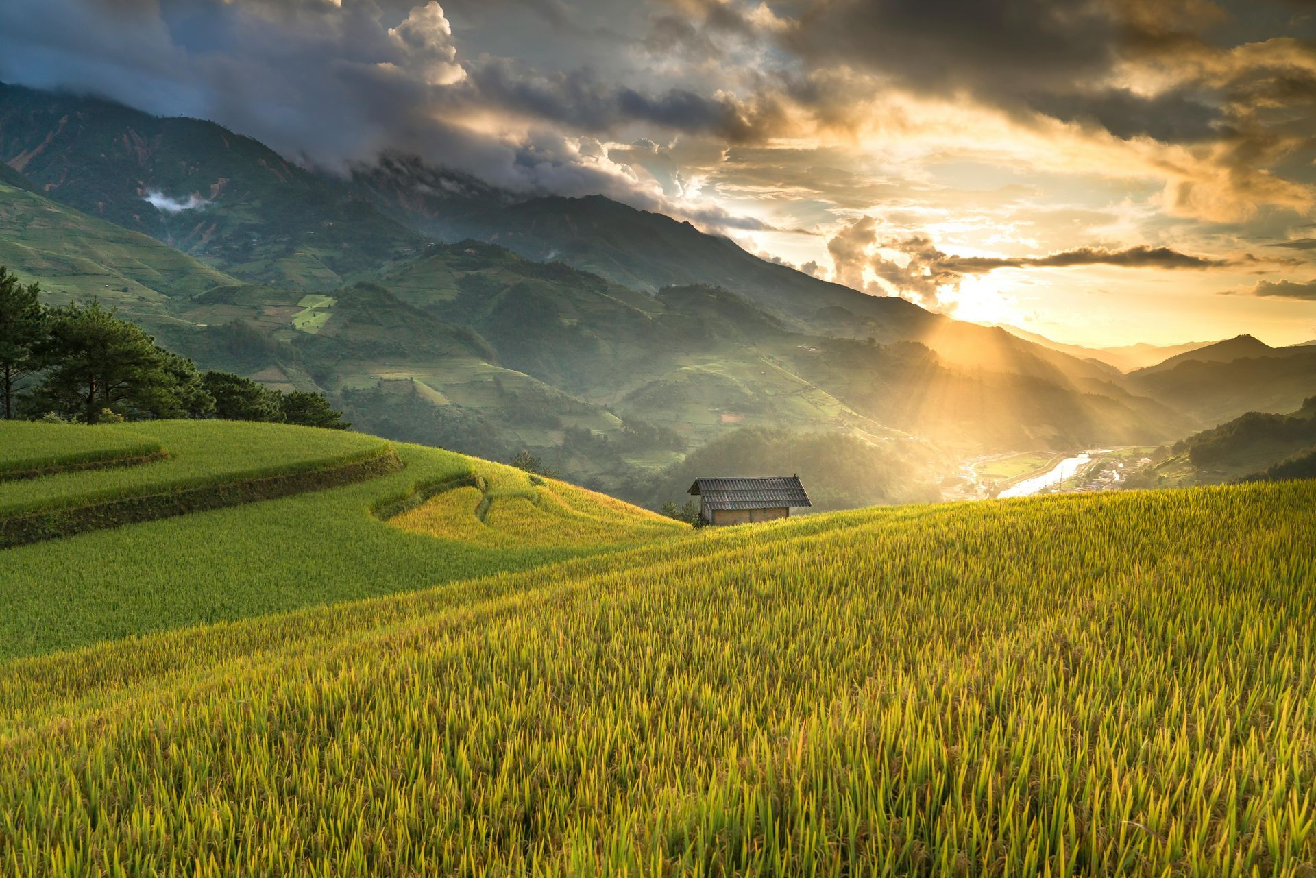 Golden rice terraces on hillside with sun breaking through clouds.