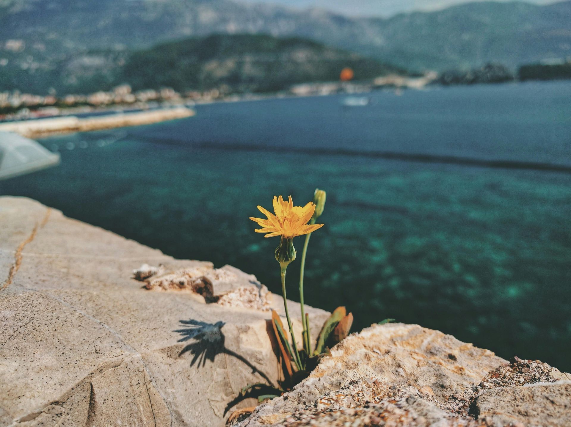 Yellow flower growing out of a stone wall with a view of the blue sea and mountains.