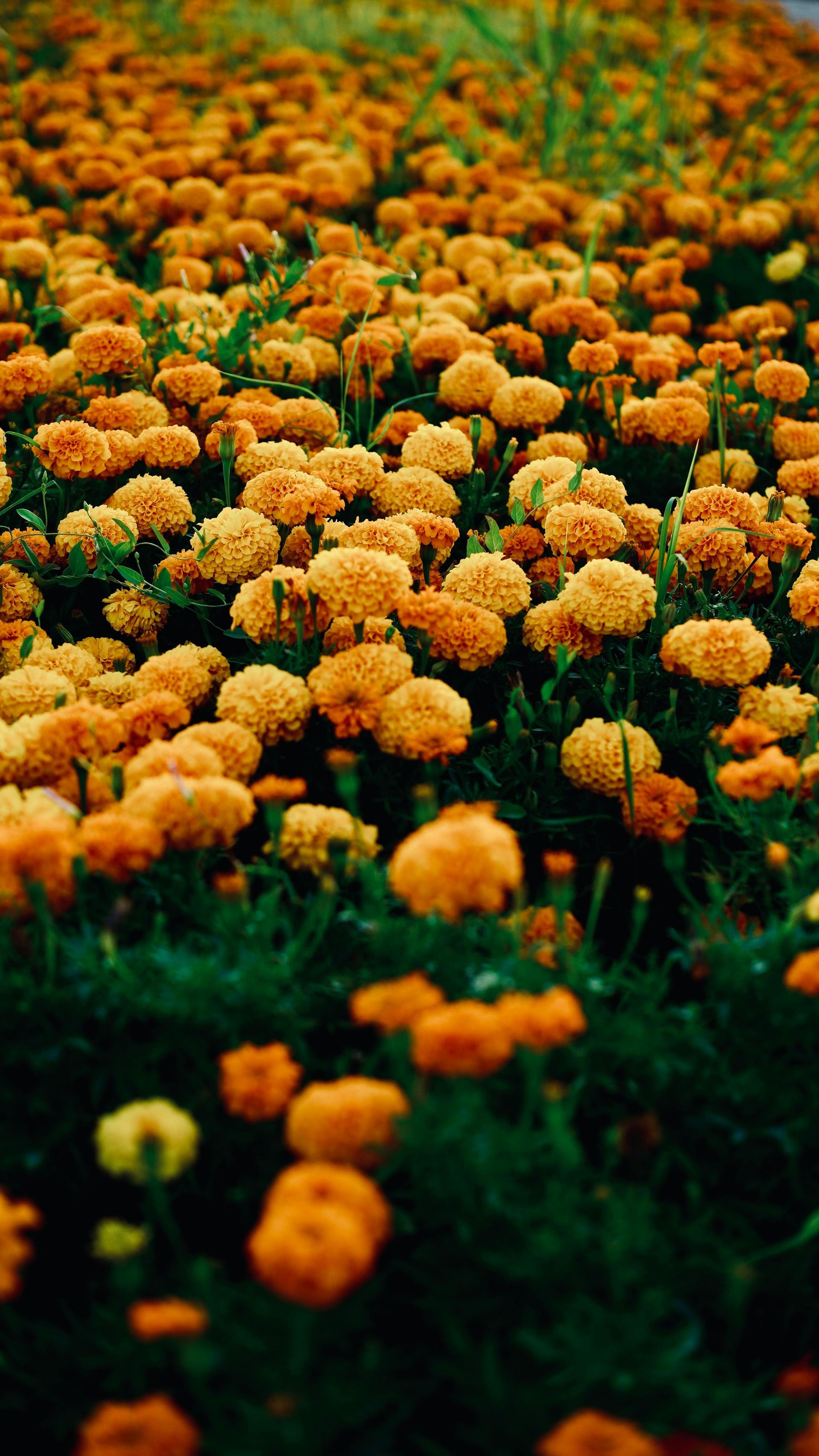 Field of orange marigold flowers with green foliage.