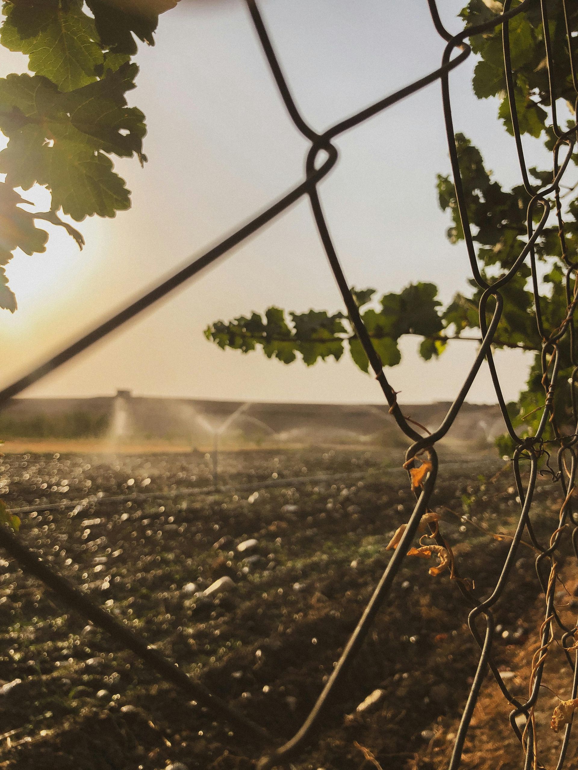 Field being irrigated through a chain link fence, sun setting, green leaves.