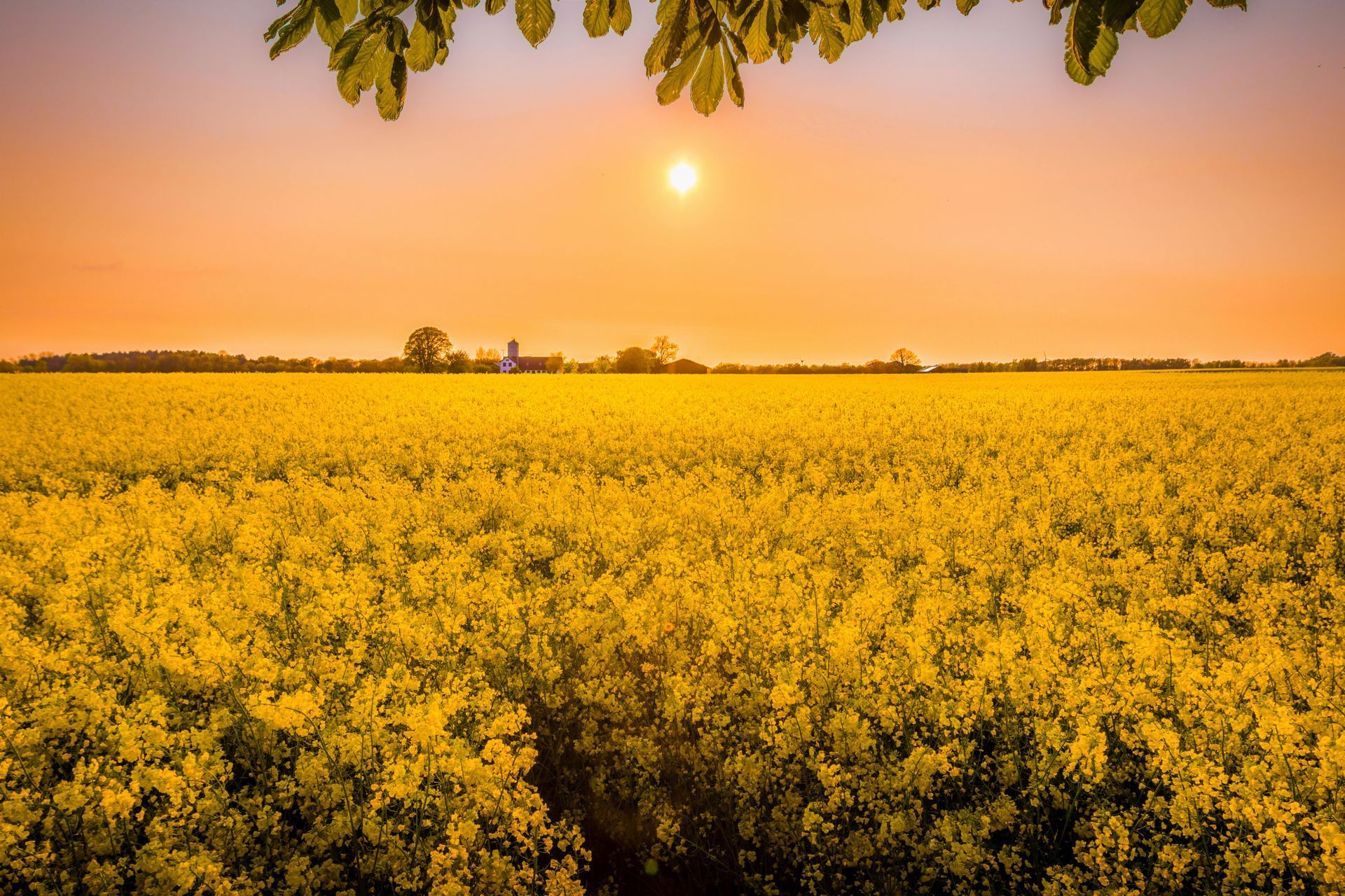 Golden canola field at sunset, with the sun shining above the horizon.