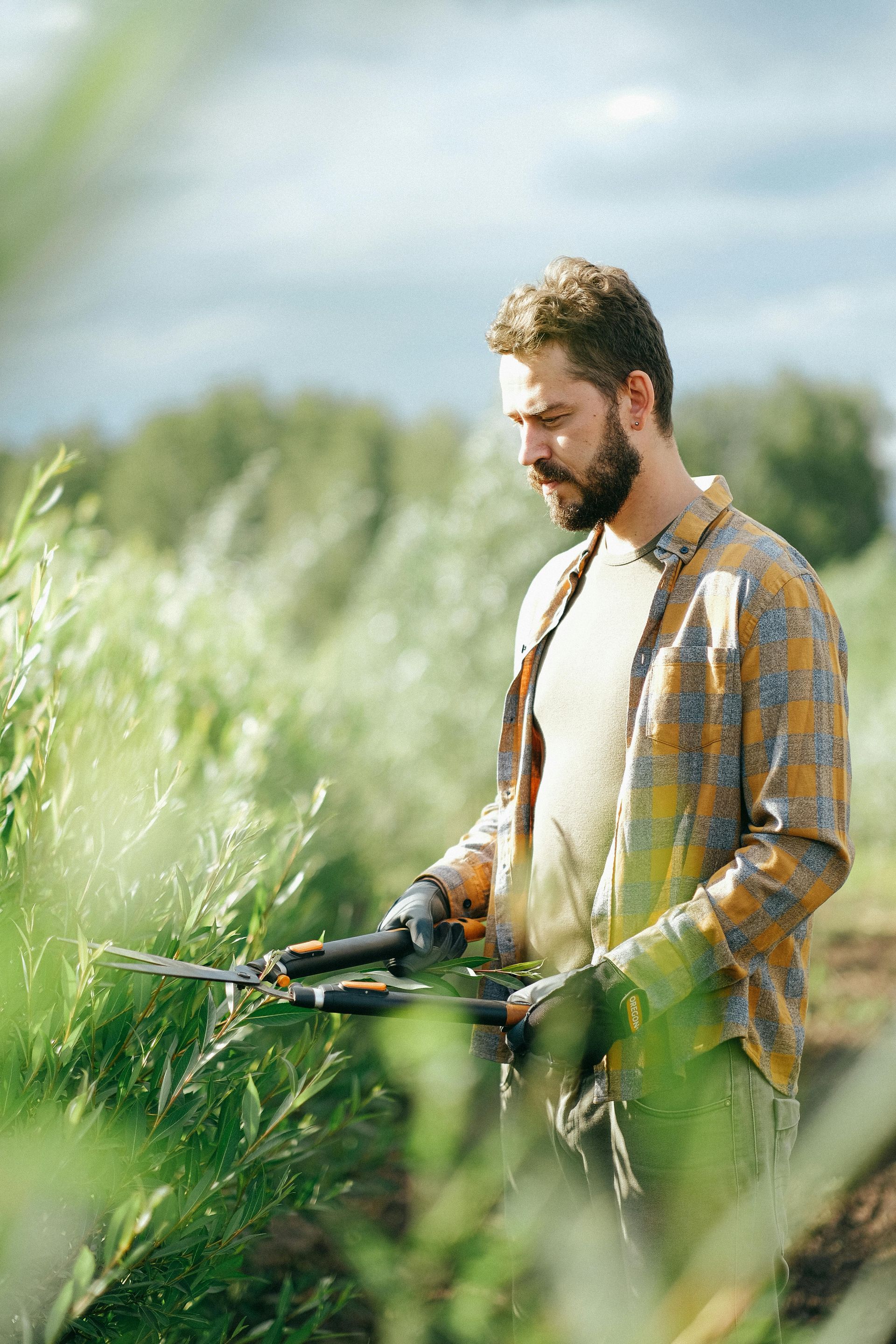 Man pruning plants with shears outdoors.