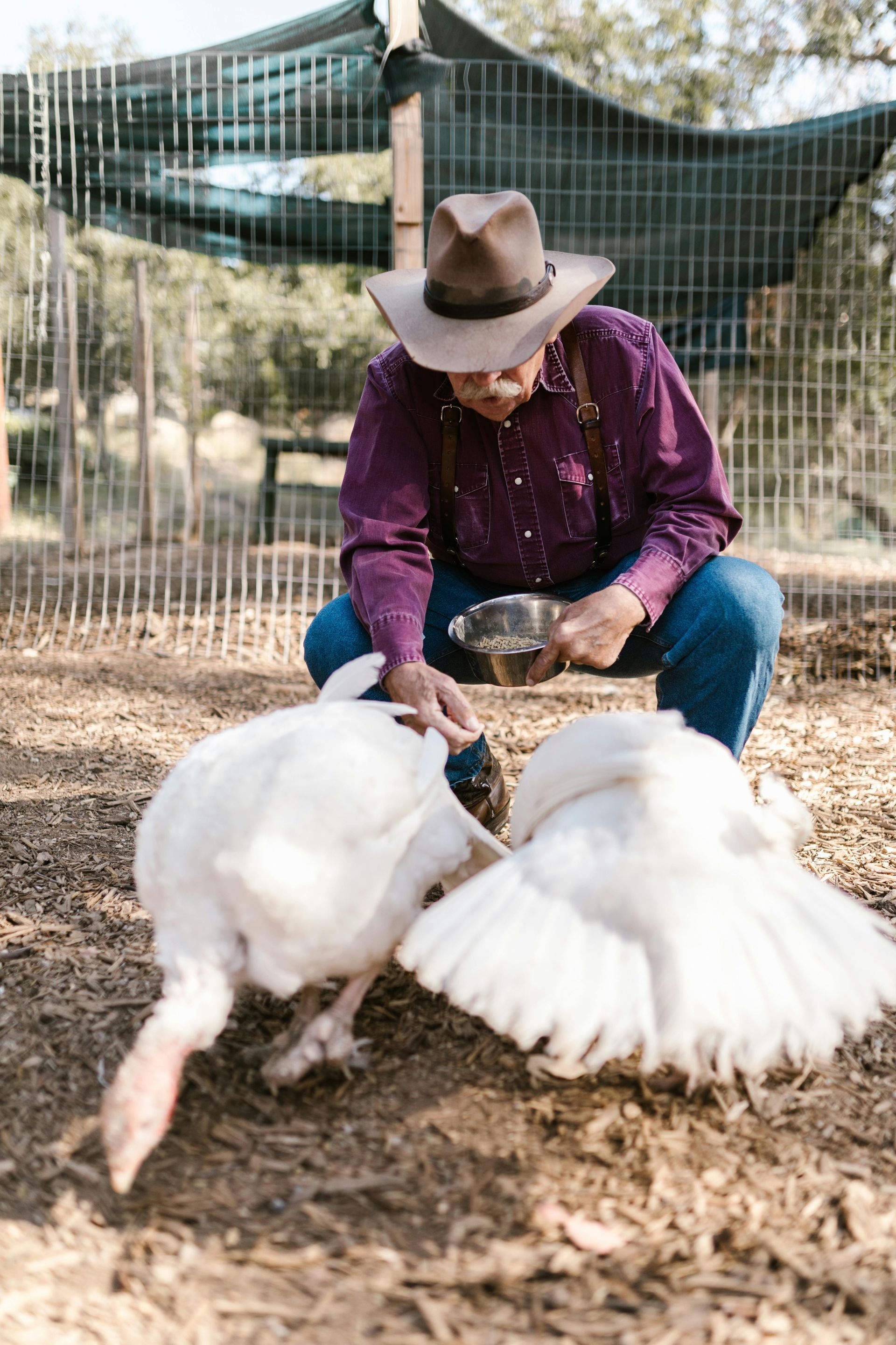 Man in cowboy hat feeds white turkeys outdoors.