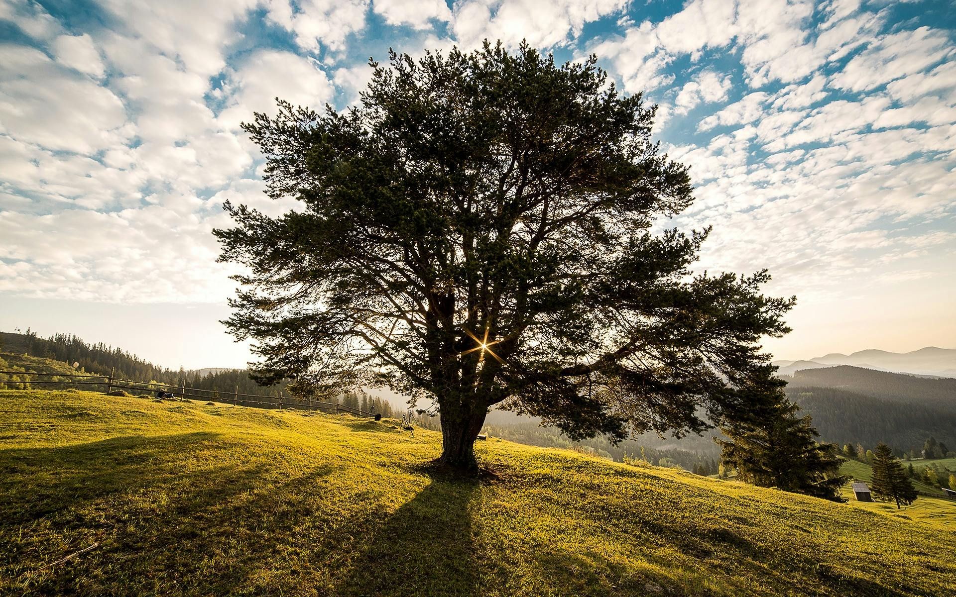 Tree on a sunny hilltop with shadows cast, against a cloudy sky and distant mountains.