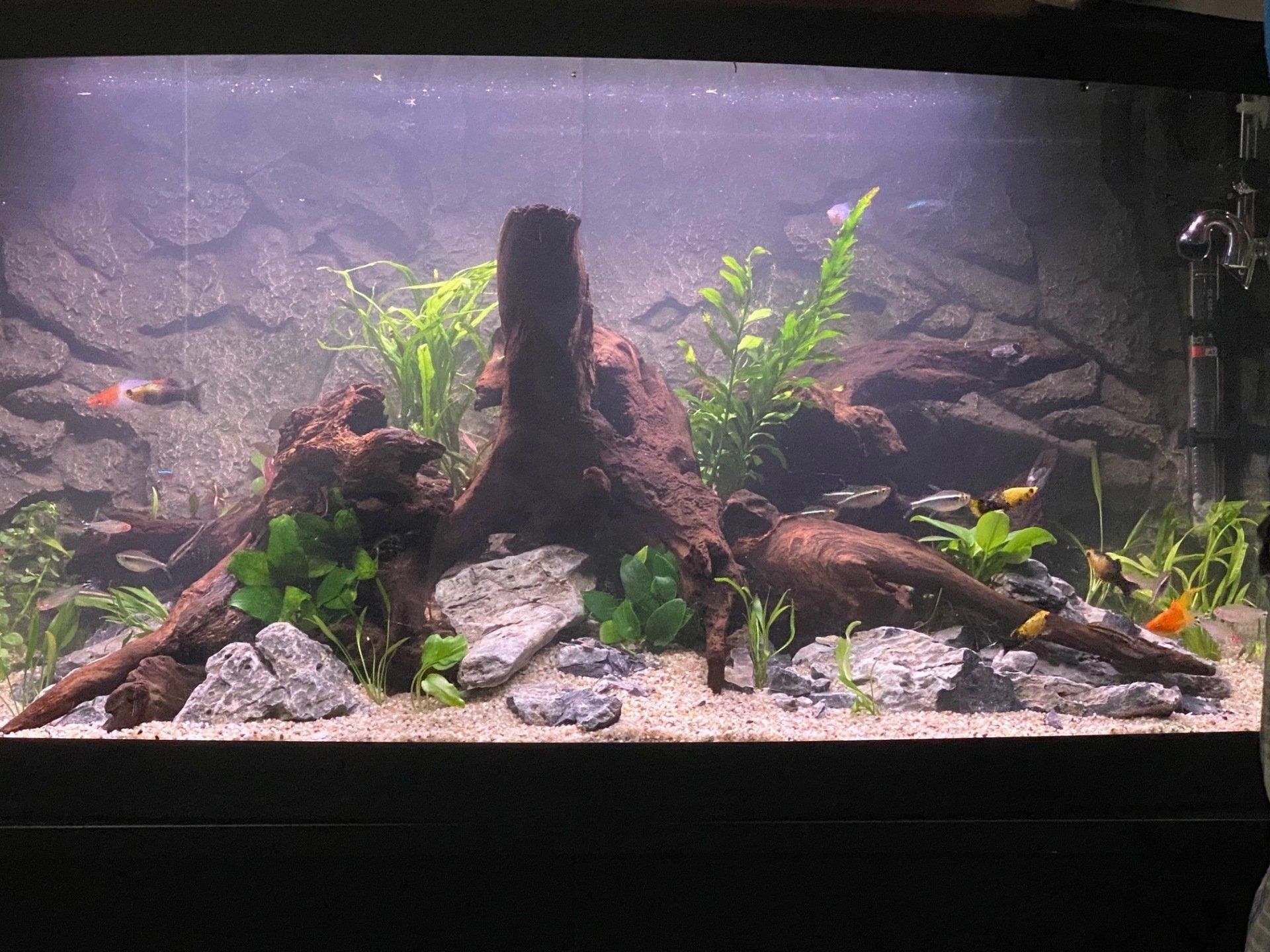 Een groot aquarium gevuld met veel vissen en planten