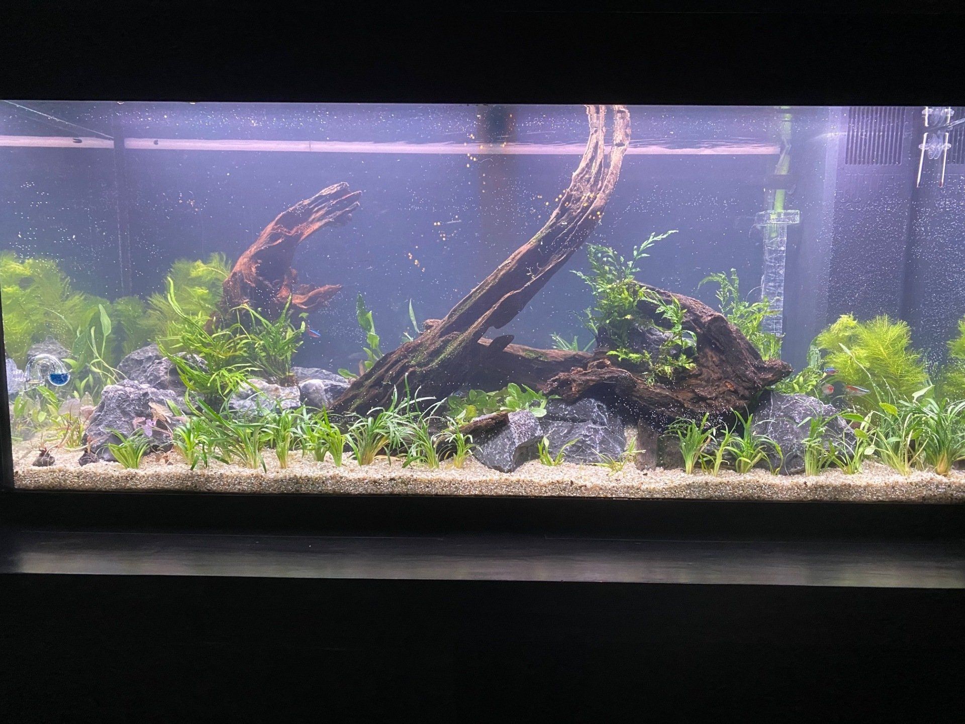 Een groot aquarium vol met veel vissen en planten.