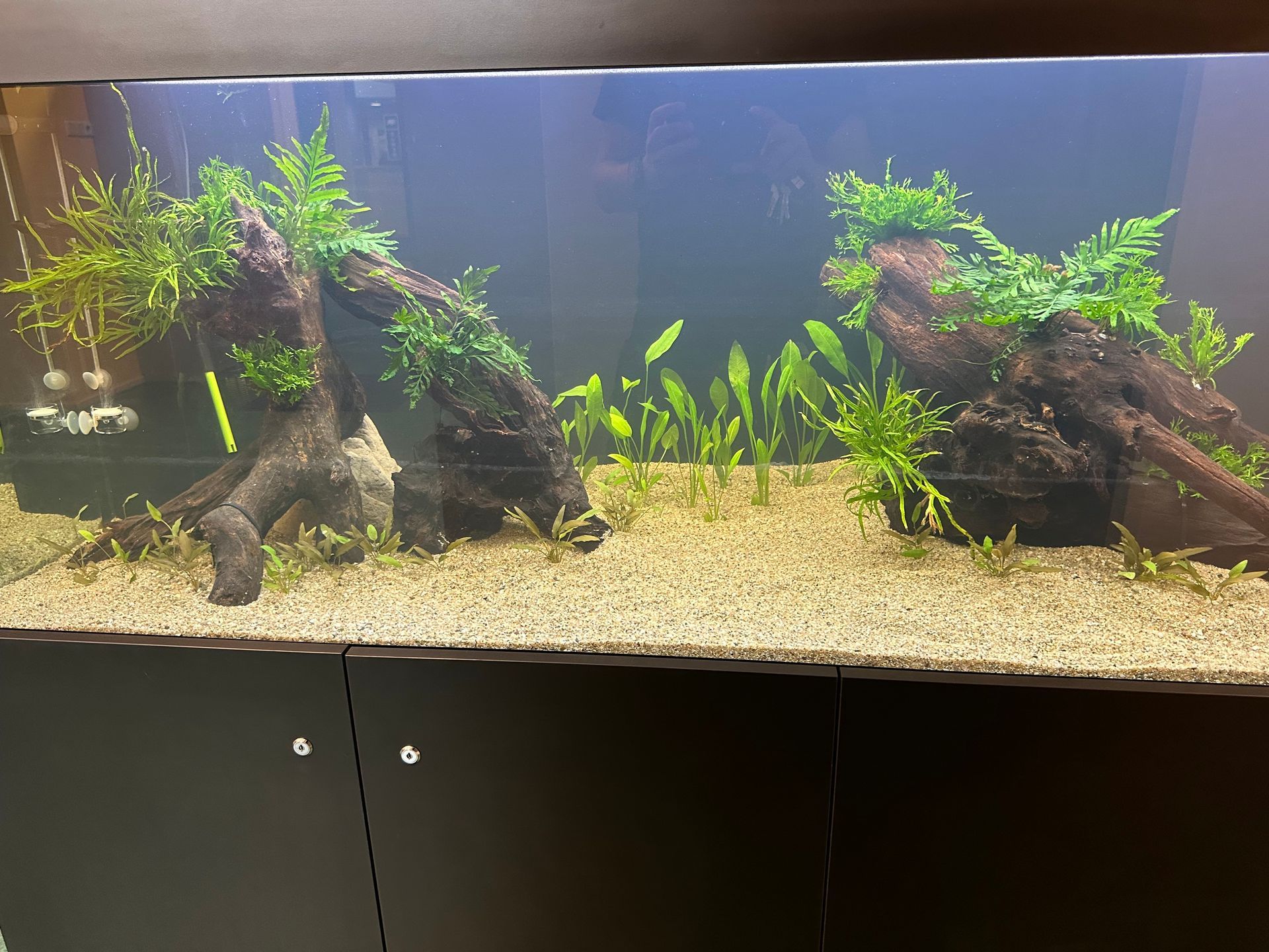 Een groot aquarium gevuld met veel planten en stenen.