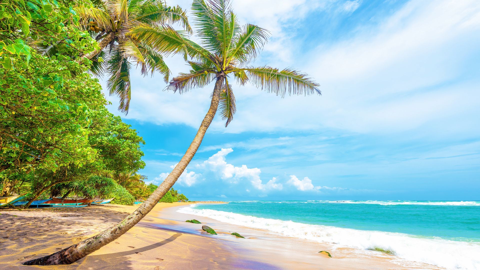 A palm tree on a tropical beach next to the ocean.