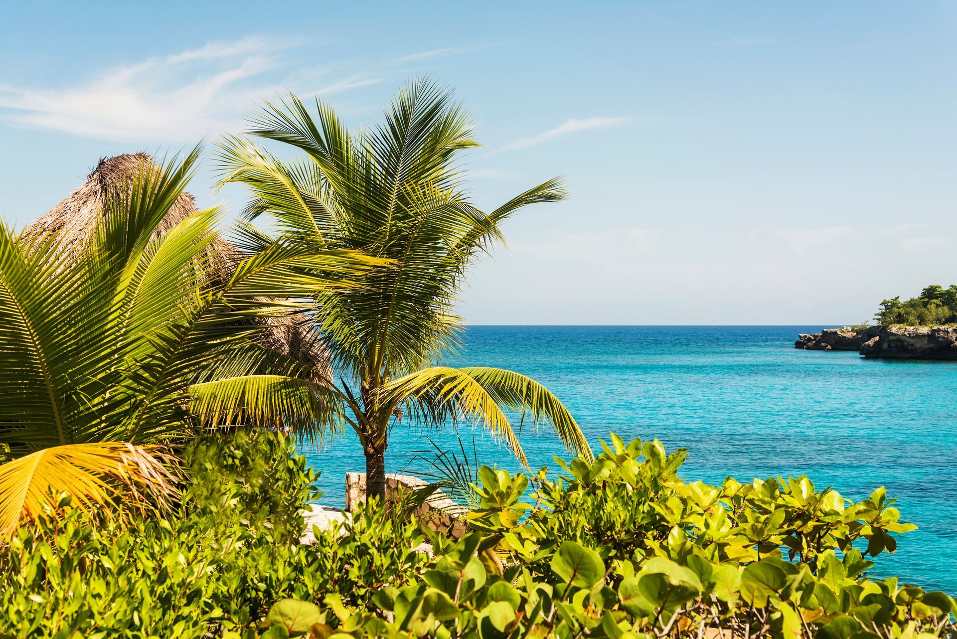 There is a palm tree in the foreground and a view of the ocean in the background.