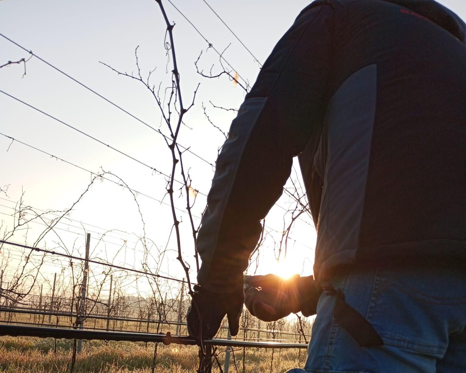 azienda agricola morelli