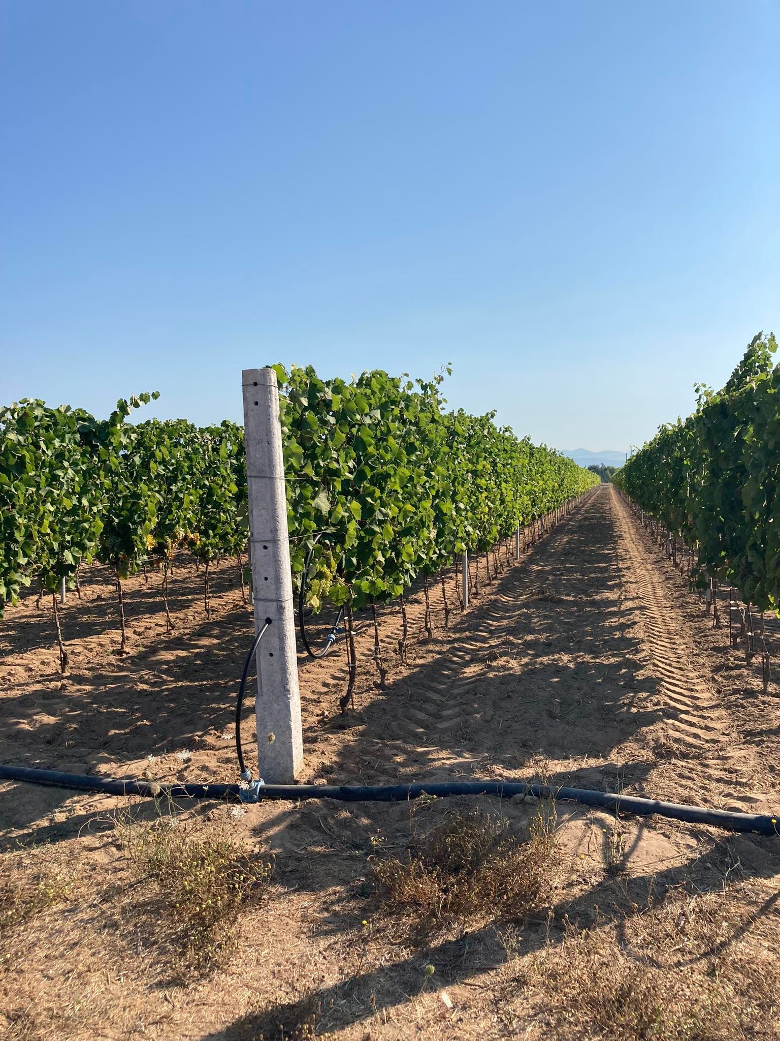 azienda agricola morelli