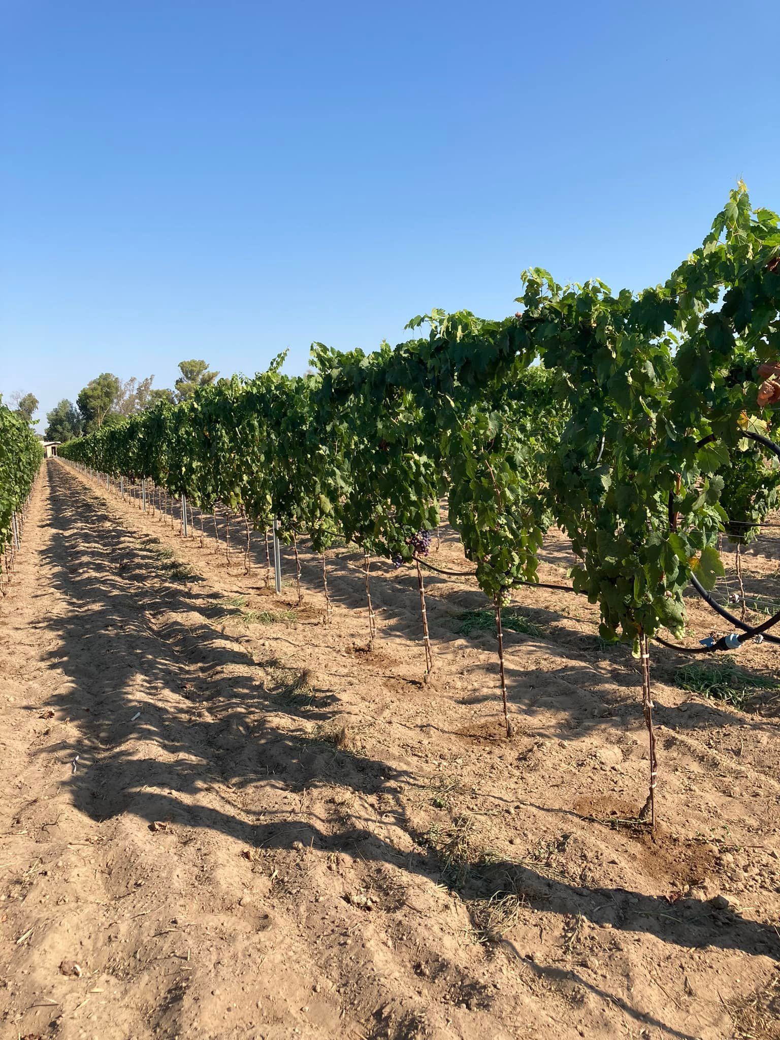 azienda agricola morelli