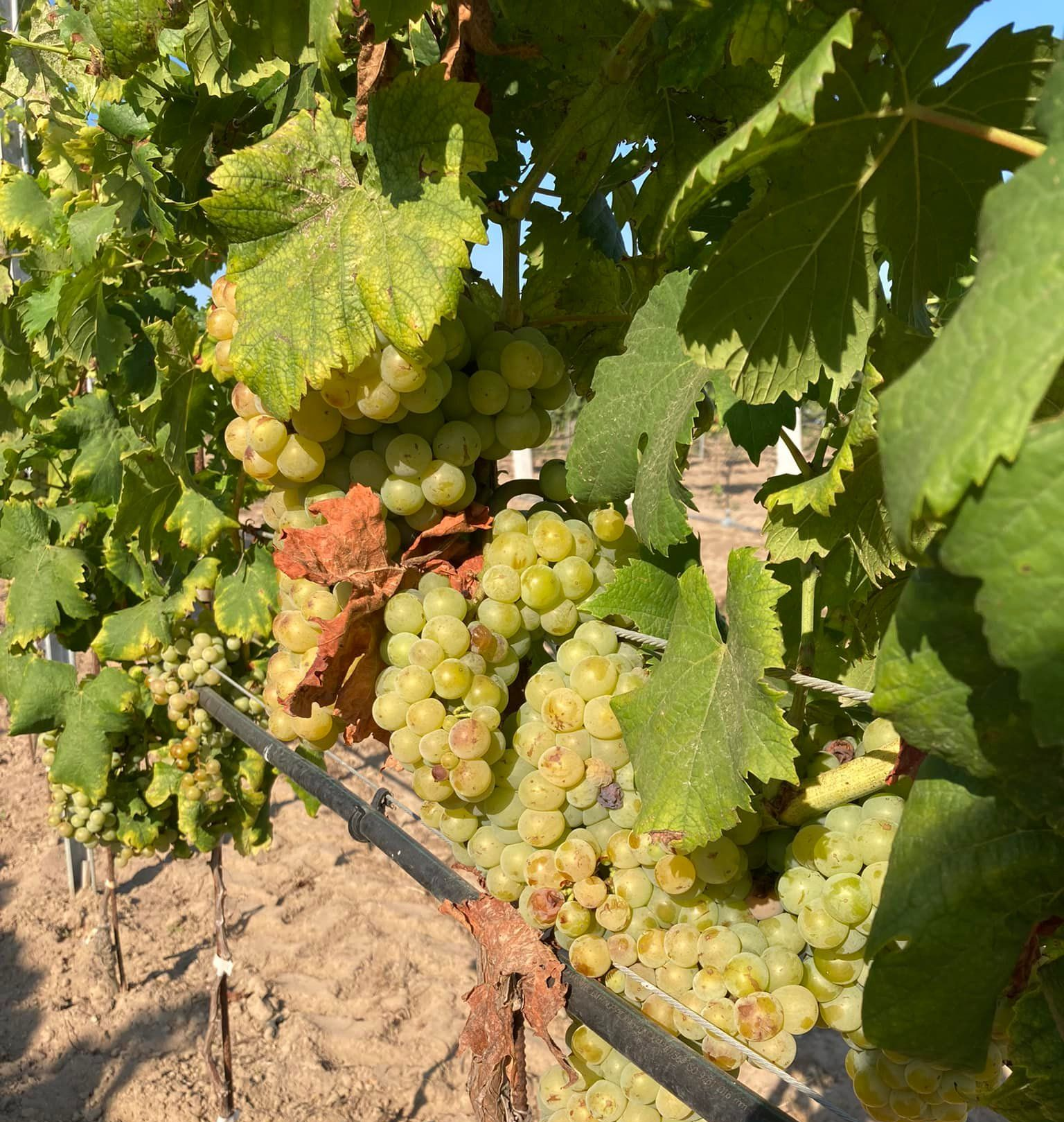 azienda agricola morelli