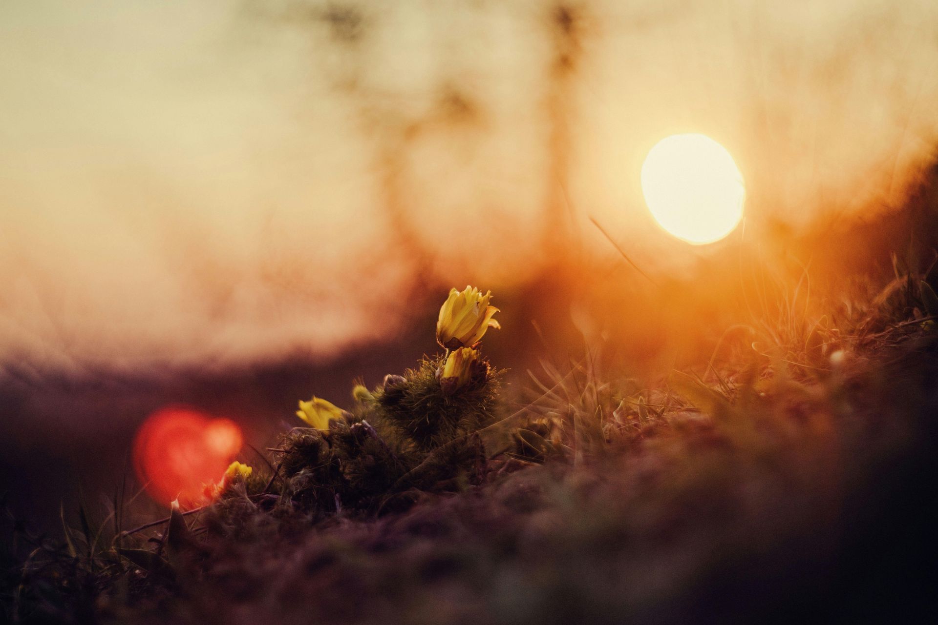 Wildflowers silhouetted at sunset with warm orange light and blurred glowing bokeh