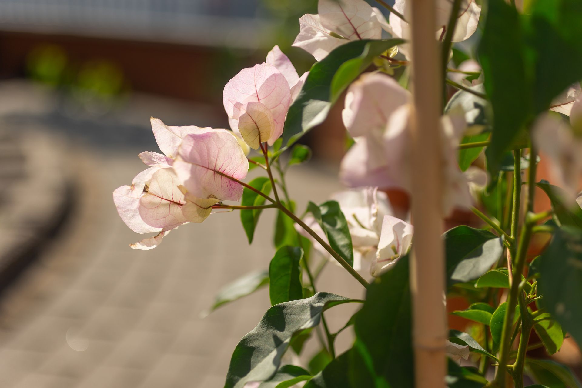 A close up of a plant with pink flowers and green leaves.