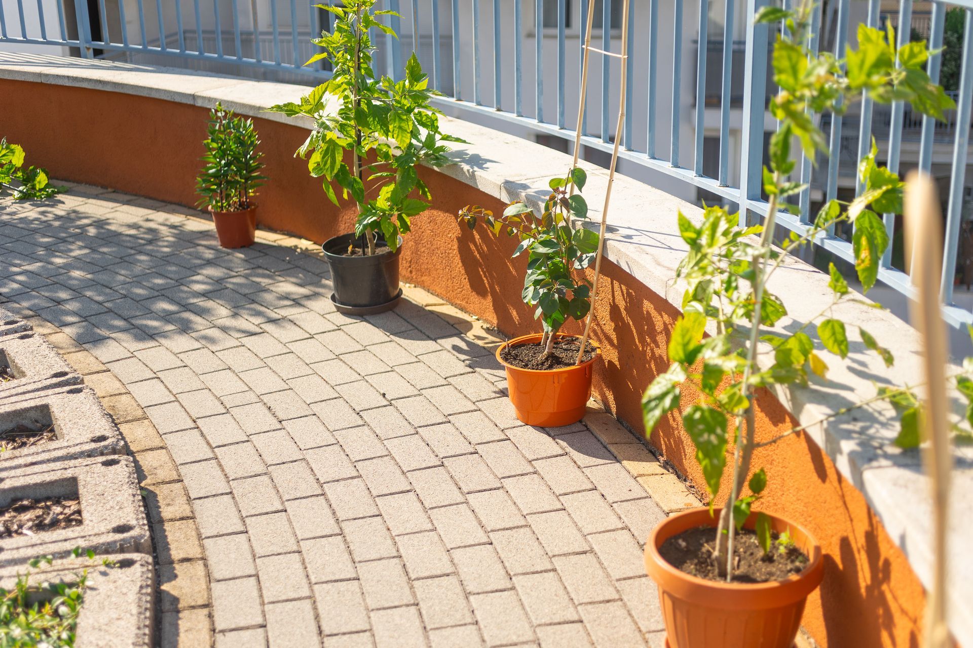 A row of potted plants are sitting on a brick walkway.