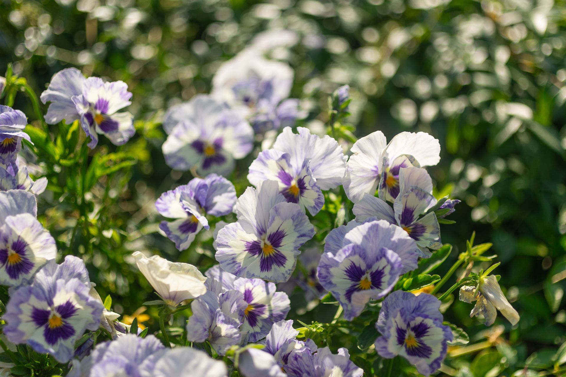 A bunch of purple and white flowers are growing in the grass.
