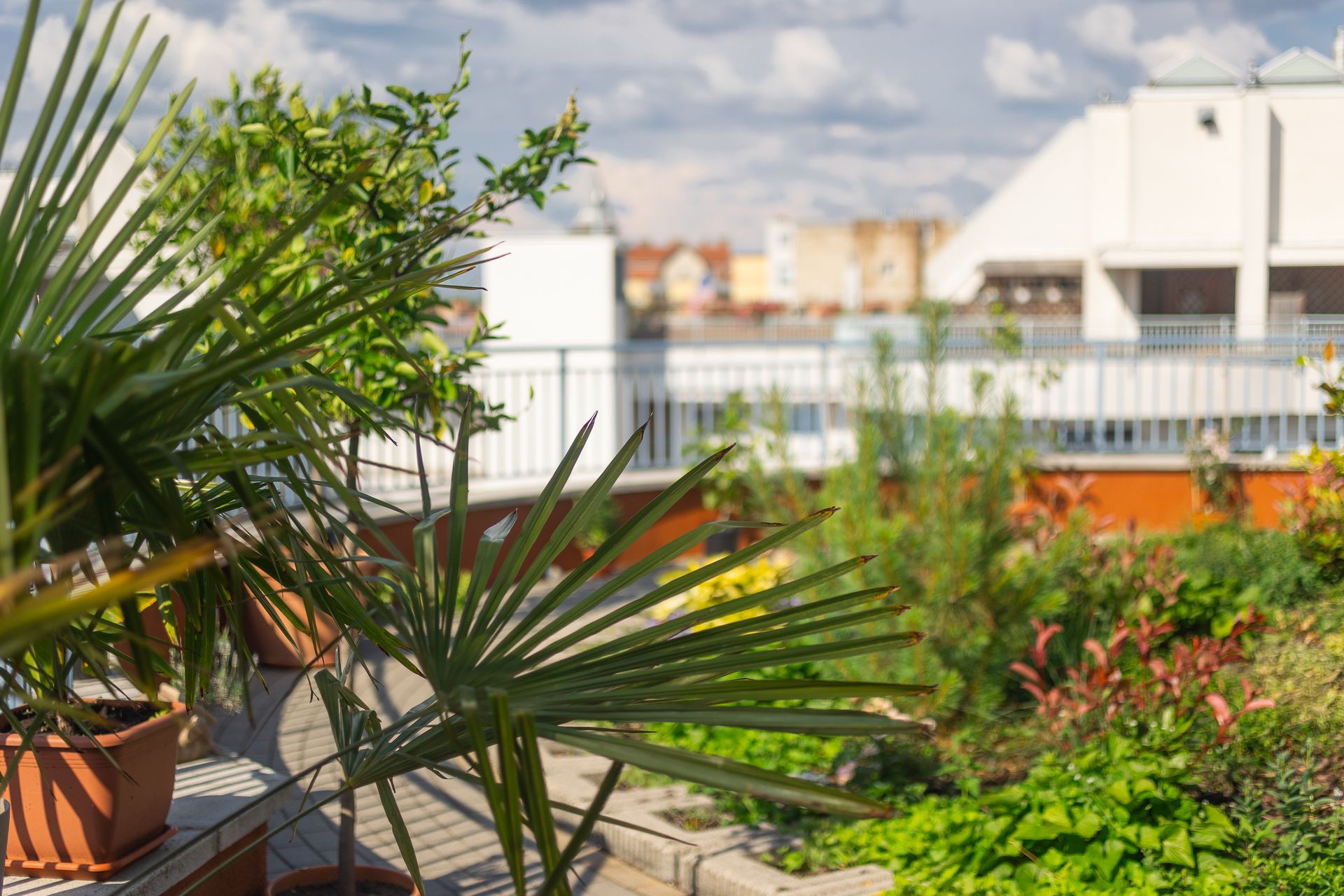 A rooftop garden with a palm tree in the foreground and a building in the background.