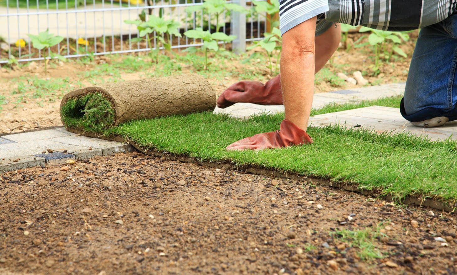 A man is planting a bush in a garden.