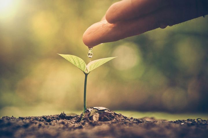 A person is watering a small plant with their finger.