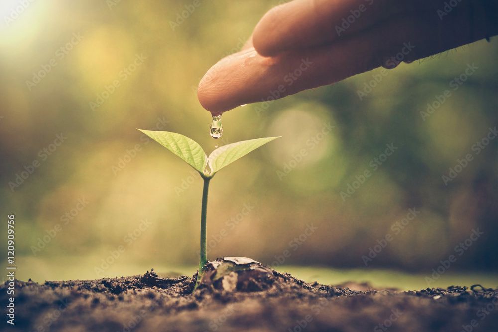 A person is watering a small plant with their finger.