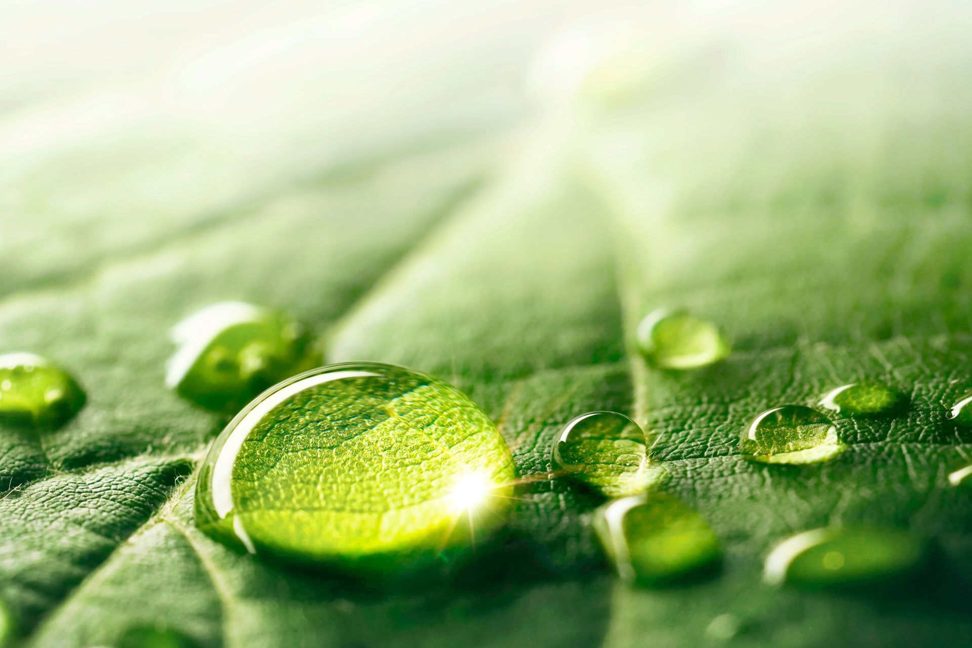 Close-up of vibrant green leaf with multiple water droplets reflecting sunlight.