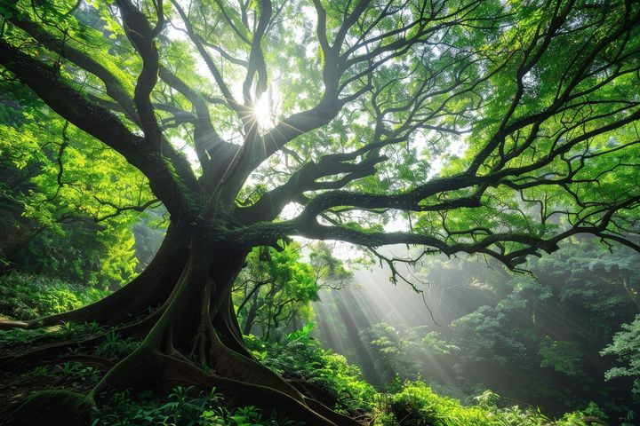 The sun is shining through the branches of a tree