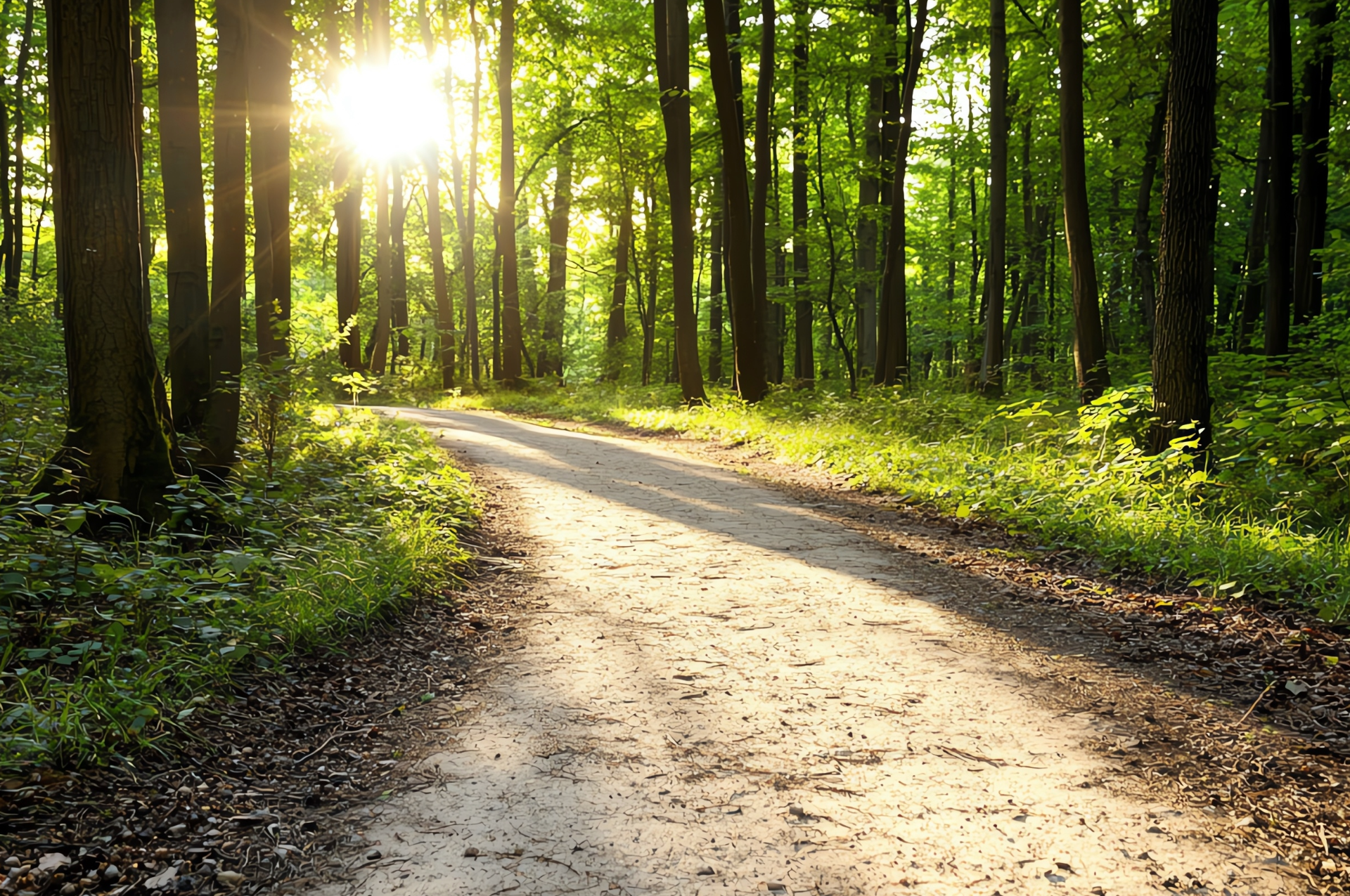 Path through a sunlit forest, tall trees casting shadows, green foliage, bright sun.